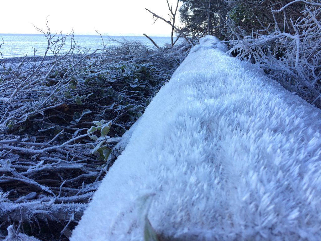 frosty log